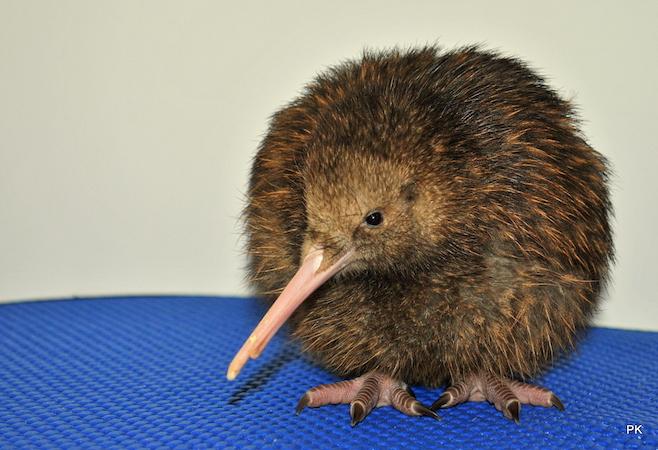 Miracle kiwi chick back home at Queenstown's Kiwi Birdlife Park following ground-breaking surgery
