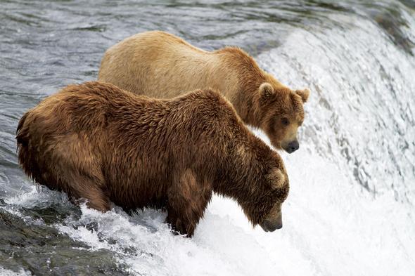 Wild Bears and Ocean Giants Join Globus 2014 United States and Canada Tours