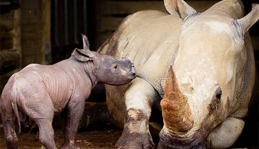 Hamilton Zoo announces arrival of baby rhino