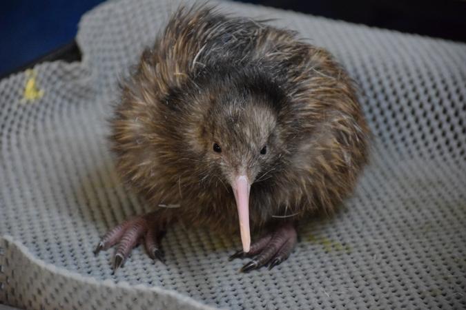 First chick hatches high hopes for Kiwi Encounter + photos/video