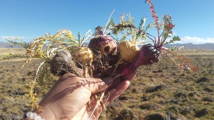 Maca – the Incan superfood for managing stress