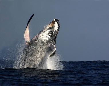 Top Tips To Get The Best Out Of Your Hervey Bay Whale Watching Experience