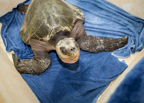 National Aquarium helps lost turtle after big swim