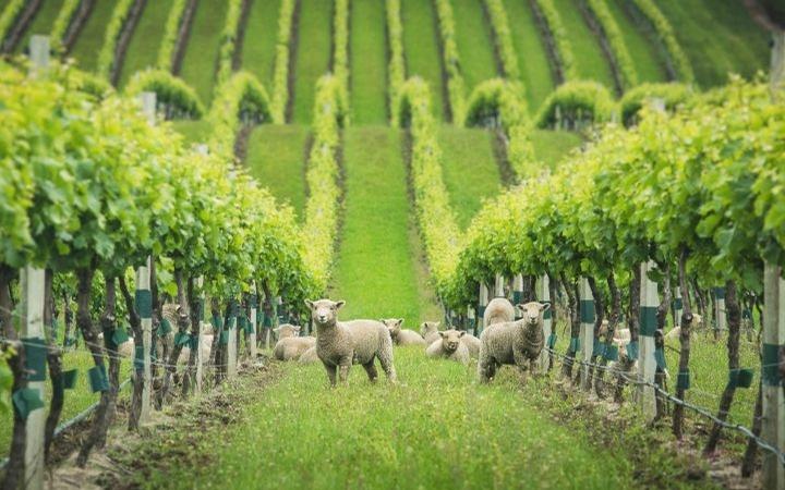 Record sustainable entries in 2015 Air New Zealand Wine Awards