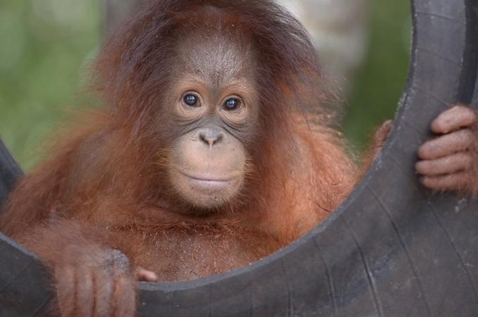 Trilogy Raising Funds for Orangutan Month in November