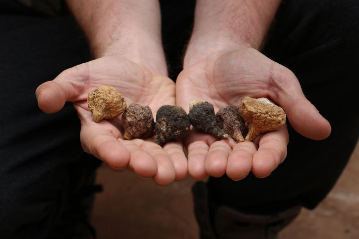 Dried maca roots ready to be boiled into tea