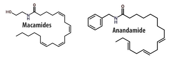 The chemical structure of a macamide vs our own human endocannabinoid - anandamide