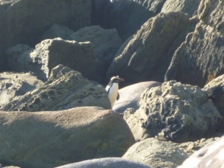 A lone penguin basks on the rocks near Martins Bay Lodge.