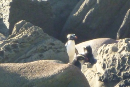 A waddle of Fiordland Crested Penguins spotted by staff.