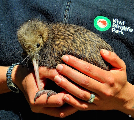 Baby chick is now back home at Kiwi Birdlife Park Queenstown.