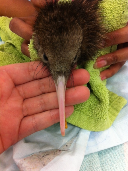 The kiwi chick had her beak re-aligned.