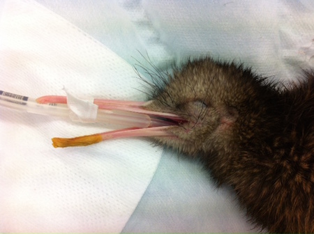 The kiwi chick underwent two surgeries at Massey University