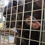 Baby chimpanzee charms city leaders