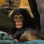 Hamilton Zoo's baby chimp needs a name