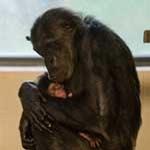 Hamilton Zoo announces baby chimpanzee arrival