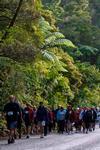 Public Access to Iconic Kauri Forest 