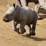 Hamilton Zoo rhino calf named