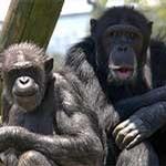 Baby chimpanzee expected at Hamilton Zoo