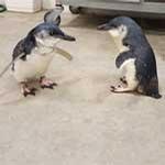Timmy and Tux - Little Penguins and best buds