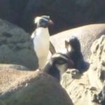 Rare Fiordland penguins delight first walkers of the season on Hollyford Track  