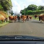 Watch out for that Cow on Norfolk Island
