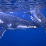 Oceania Humpback Whales have arrived in Niue