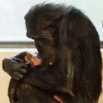 Hamilton Zoo's baby chimpanzee named